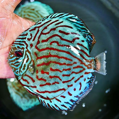 Brilliant Blue Turquoise Discus Thick Lined