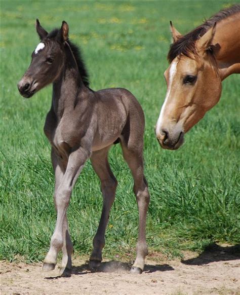 10% down, with payments through aug. Dusty Foal Newborn | Dusty is my buckskin warmblood cross ...
