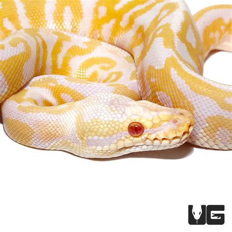 Baby Albino Leopard Pastel Ball Pythons Python Regius For Sale