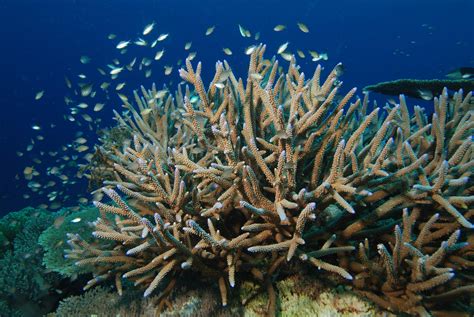 Virgin Islands Coral Reef National Monument Find Your Park