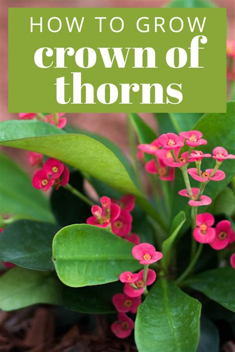 How to fertilize crowns of thorns. Crown of Thorns Plant Care - How to Grow Euphorbia Milii ...