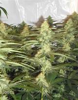 Images of Small Marijuana Plant