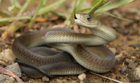 Змея черная мамба опасная змея Африки Описание и фото черной мамбы