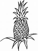 Coloring Pineapple Fruit Popular Printable sketch template