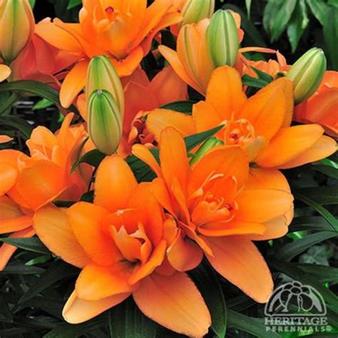 plant profile for lilium ‘tiny double you dwarf asiatic lily perennial asiatic lilies