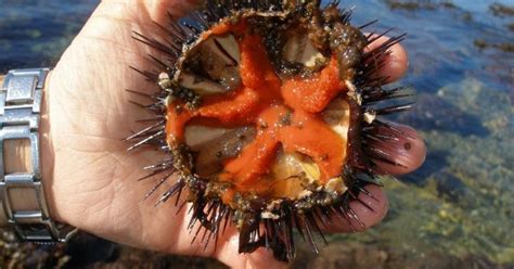 Sea Urchins From Pest To Plate Niva