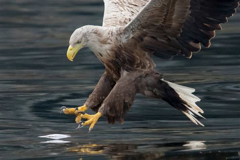 Six White Tailed Eagles Reintroduced As Part Of Five Year Project