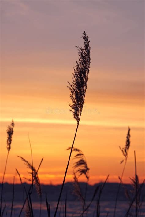 Reed Over Sunset Sky Stock Image Image Of Blue Rural 37727133