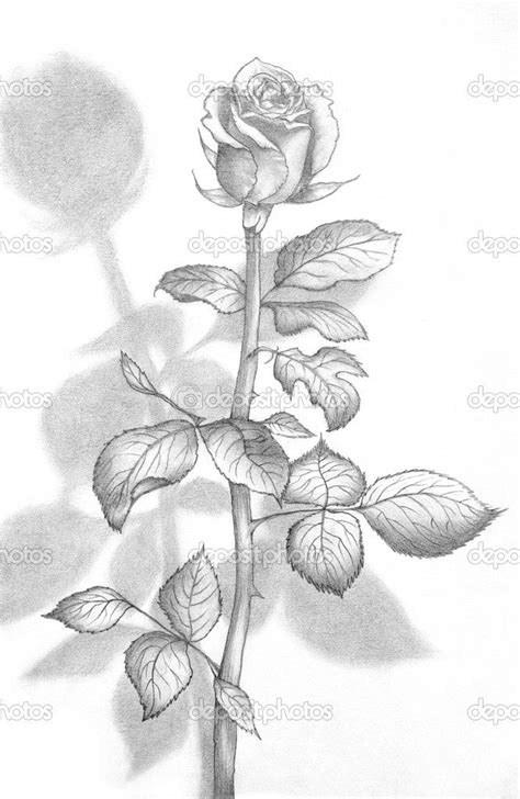 Pencil Drawing Of A Beautiful Rose Roses Drawing Flower Drawing