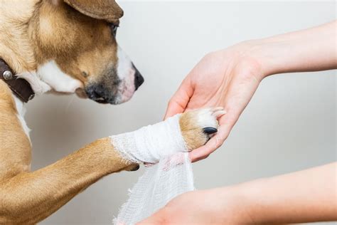 Las 98 Mejores Herida En Uña De Perro Vn