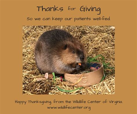 Happy Thanksgiving 2016 The Wildlife Center Of Virginia