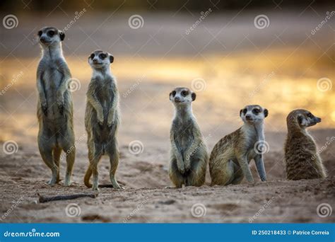 Meerkat In Kgalagari Transfrontier Park South Africa Stock Image