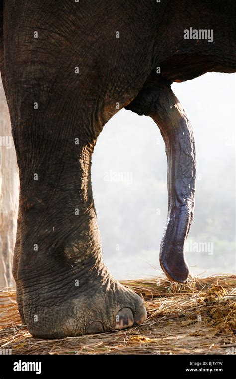 Elephant Erection Stock Photo Alamy