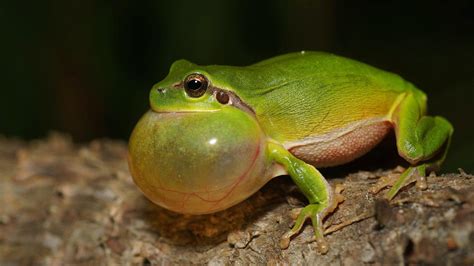 Rare Shensi Tree Frogs Resurface As The Local Environment Improves Cgtn