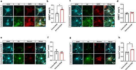 Reactive Endothelial Cells Induce C3 Astrocytes Distinct From Reactive