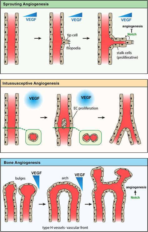 Frontiers Blood Vessels And Vascular Niches In Bone Development And