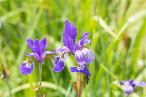 Timely Matters When Do Irises Bloom The Gardener Info