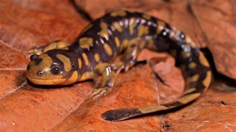 Salamandre tigrée Ambystoma tigrinum Monde