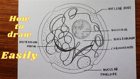 How to draw structure of nucleus for beginners / Step by step diagram