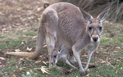 Фото животных австралии с названиями 90 фото