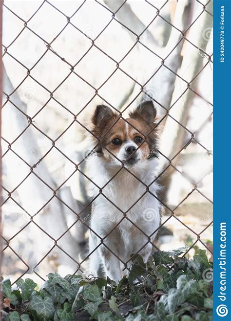 White Red Dog Guards Its Territory Behind A Fence Stock Photo Image