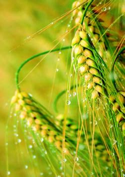 Kajian menunjukkan diet tinggi potasium, magnesium & fiber dan rendah garam (sodium) lebih sesuai untuk pesakit darah tinggi. Khasiat Barli dan Tips Memutihkan Wajah Menggunakan Barli ...