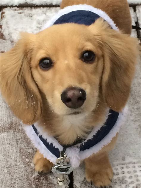 Should there not be any dachshund puppy listings shown, please complete the form below to register your interest in buying an dachshund. Best 25+ Golden dachshund ideas on Pinterest | Golden ...