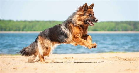 14 Things You Didnt Know About The German Shepherd Dog
