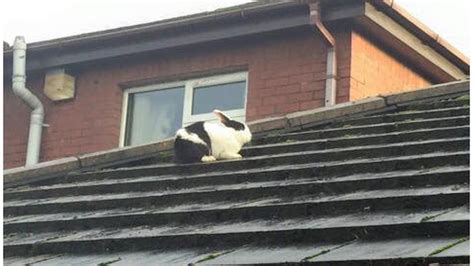 bbc news omagh s flying rabbit bunny rescued from roof after storm gertrude