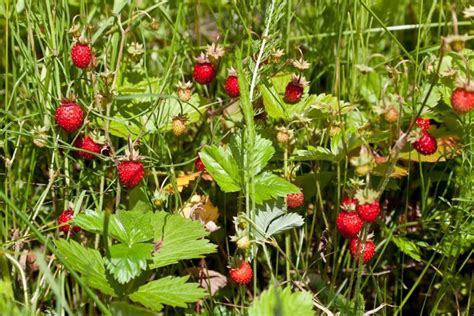 Can You Eat Wild Strawberries What You Need To Know Survival Freedom