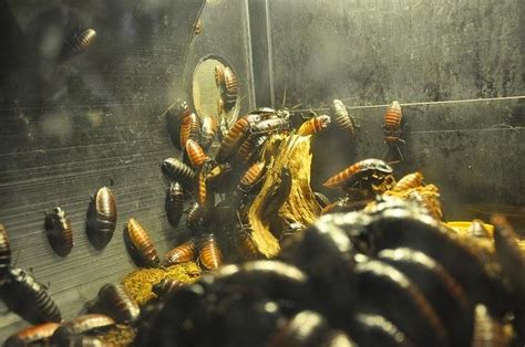 Las cucarachas son unos insectos especialmente resistentes, tienen una gran capacidad de supervivencia y hay multitud de insecticidas de diferentes tipos a la venta, para matar cucarachas. Cómo matar cucarachas | Decoración