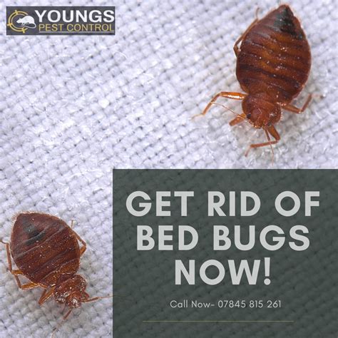 Bed Bug Removal Services Bed Bugs Pest Control Services Bed Bug Bites