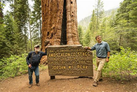 Californias Largest Private Giant Sequoia Stand Saved From Development