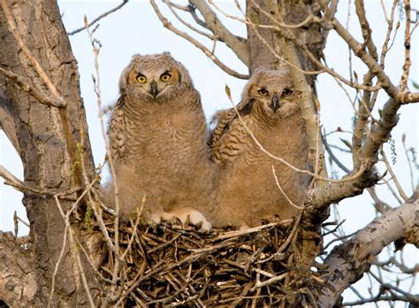 The Sounds Of Hungry Owlets Audubon