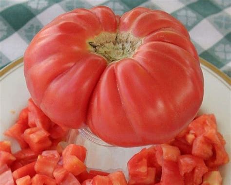 Polish Giant Tomato Seeds A Heirloom Variety From Poland