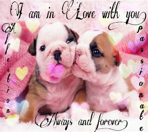 Puppy Love Wallpapers Wallpaper Cave