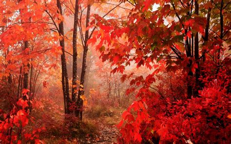 Red Leaves Beautiful Fall Landscapes Hd Wallpapers Hq