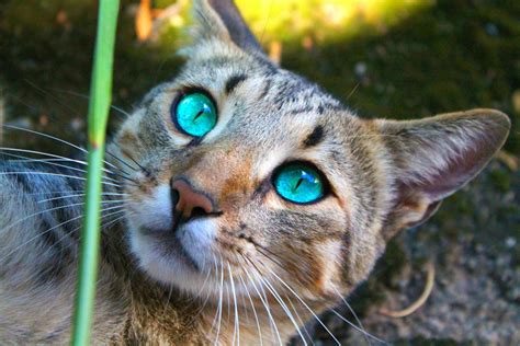Cat With Beautiful Eyes Wild Cats Beautiful Cats Cats