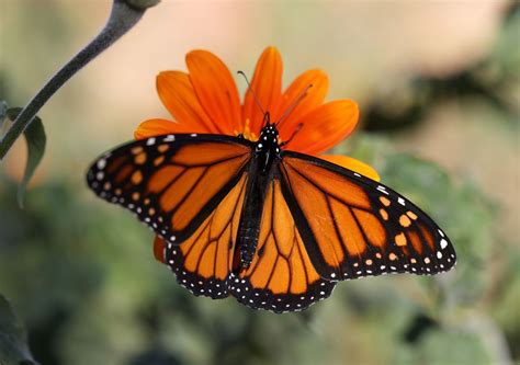 Western Monarch Butterfly Population Rebounds After Nearly Vanishing