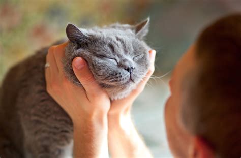 15 Signs Your Cat Is Happy Petmd