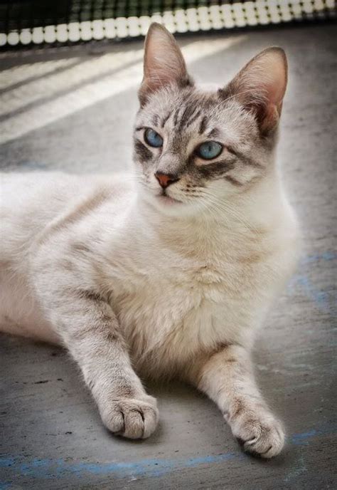 How Much Are Lynx Point Siamese Cats British Shorthair