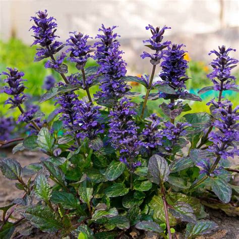Good erosion control on slopes. Ajuga Reptans Ground Cover Plant Seed