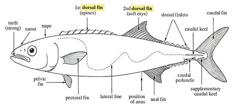 Fishbase Glossary