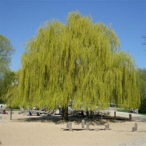Salix Alba Tristis Golden Weeping Willow Future Forests