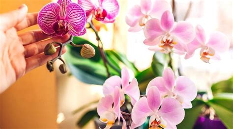 15 Tips For Growing Beautiful Orchid Flowers Indoors