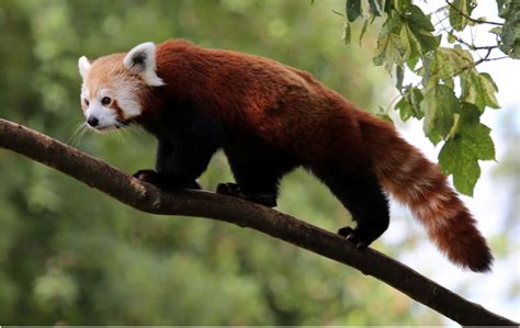 It is listed as endangered on the iucn red list because the wild population is. Red Pandas - exploring the tropical rainforest