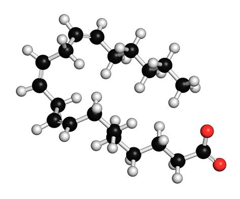 Dihomo G Linolenic Acid Fatty Acid Molecule Photograph By Molekuul