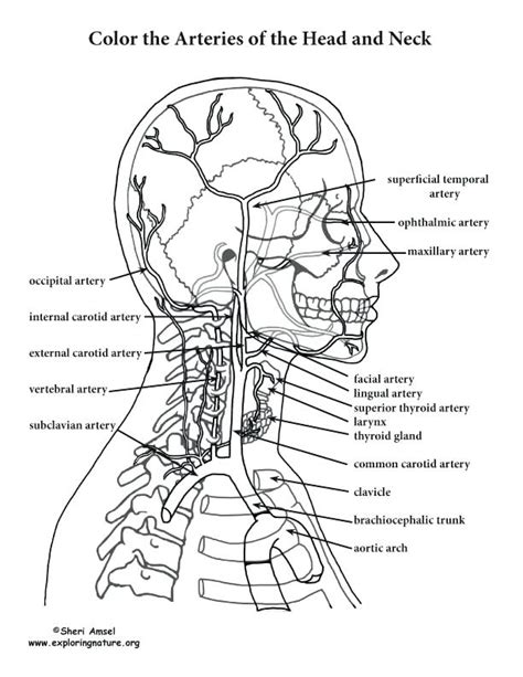 This section of the website will explain large and minute details of arterial anatomy of neck. Anatomy And Physiology Coloring Pages Free at GetColorings ...