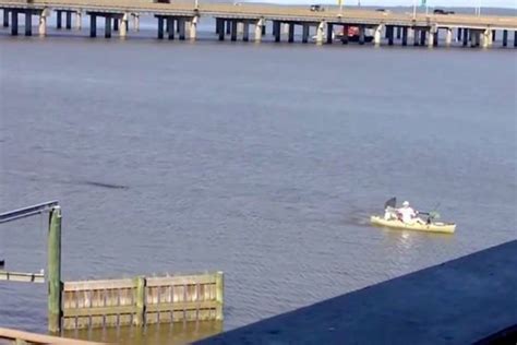Alligator Chases Alabama Fishing From A Kayak Kayaking Alabama See