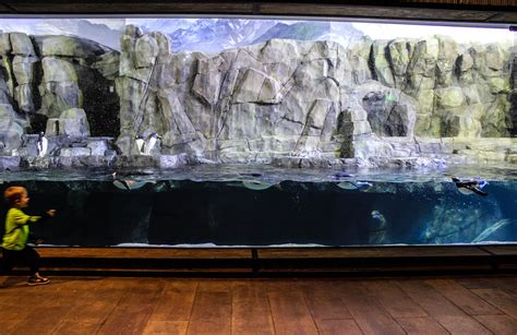 Loveland Living Planet Aquarium This 20 Foot Panel Weighing In At